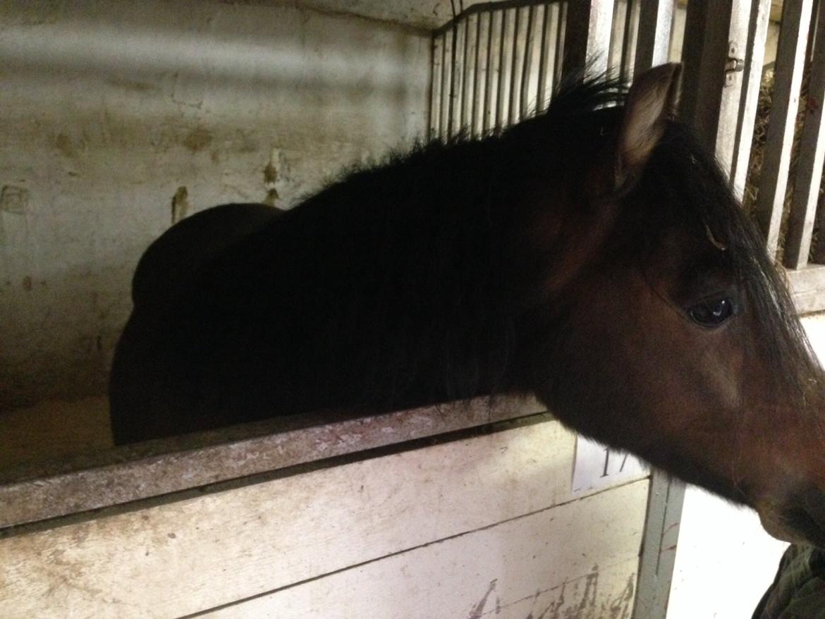 Welsh Pony (sec B) Bjerregårds Quint, kaldet Basse billede 5