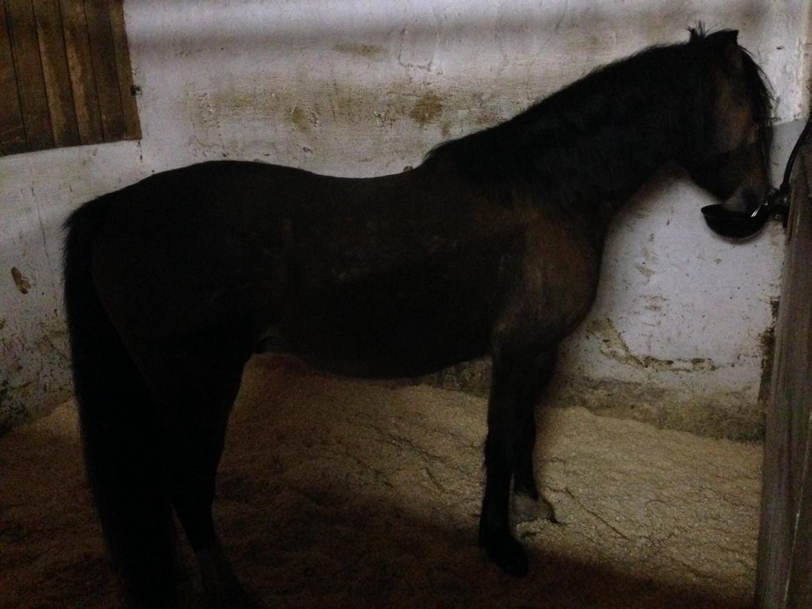 Welsh Pony (sec B) Bjerregårds Quint, kaldet Basse billede 6