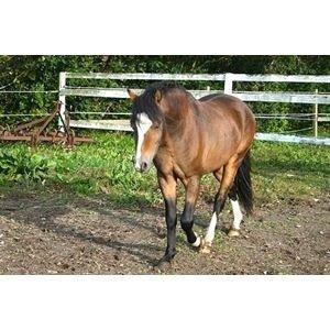 Welsh Pony (sec B) Bjerregårds Quint, kaldet Basse billede 8