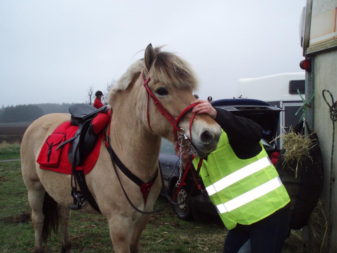 Fjordhest LINDEGAARDS ZARINA - Vi er ved at være klar til orienterings rit April 2014 Jeg er i mit smarte røde Dress billede 28
