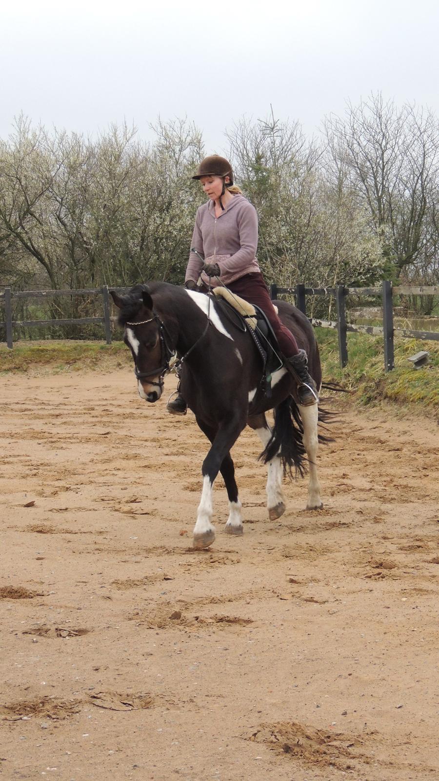 Barockpinto Valencia - Valle <3 - SOLGT billede 10