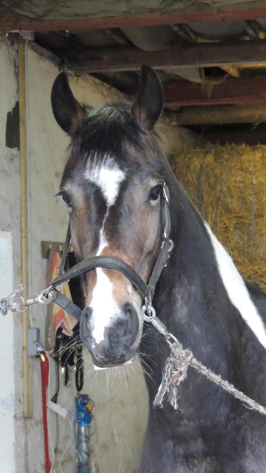 Barockpinto Valencia - Valle <3 - SOLGT - Er hun ikke dejlig? billede 11