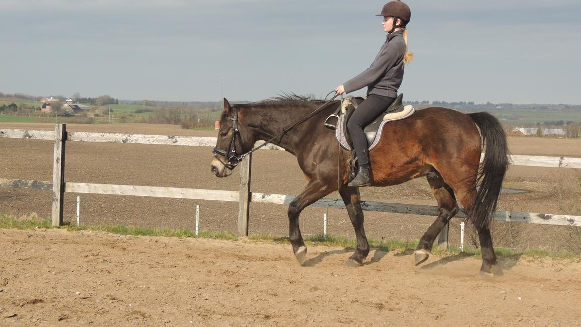 Anden særlig race Oscar - Ossie <3 - SOLGT - Ridning uden bøjler på ham :-) billede 12