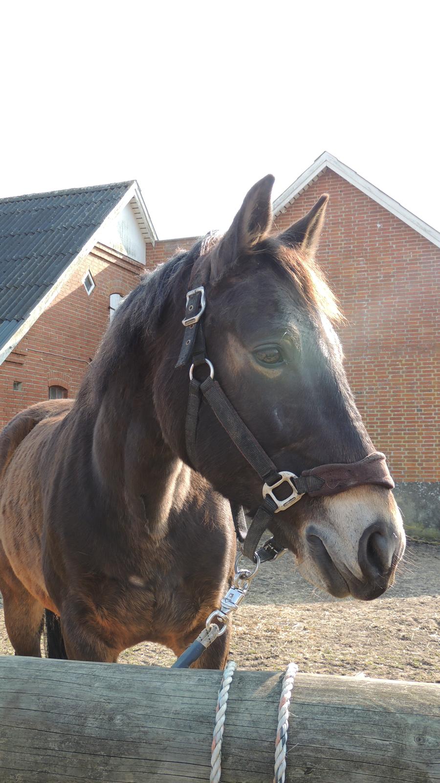 Anden særlig race Oscar - Ossie <3 - SOLGT - Smuuuukke Ossie <3 billede 13