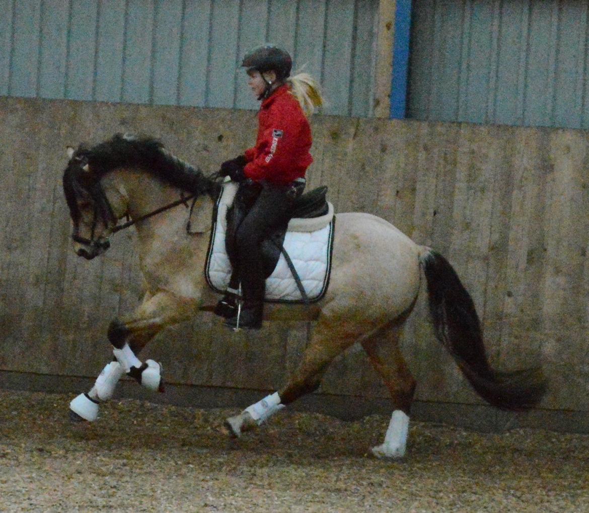 Welsh Pony af Cob-type (sec C) Gribsvads Little Hector (A-pony) - Da jeg var ude og prøve lille Hekke:) billede 13
