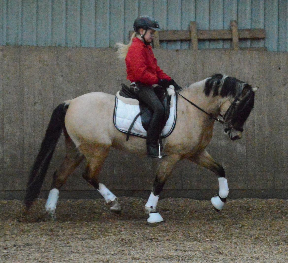 Welsh Pony af Cob-type (sec C) Gribsvads Little Hector (A-pony) - Da jeg var ude og prøve lille Hekke:) billede 17