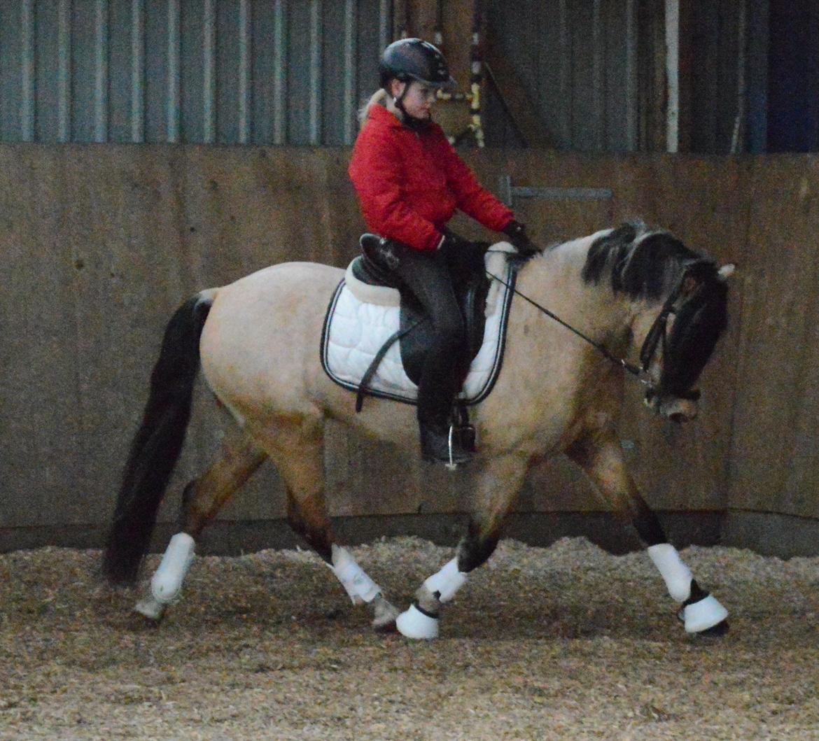 Welsh Pony af Cob-type (sec C) Gribsvads Little Hector (A-pony) - Da jeg var ude og prøve lille Hekke:) billede 18