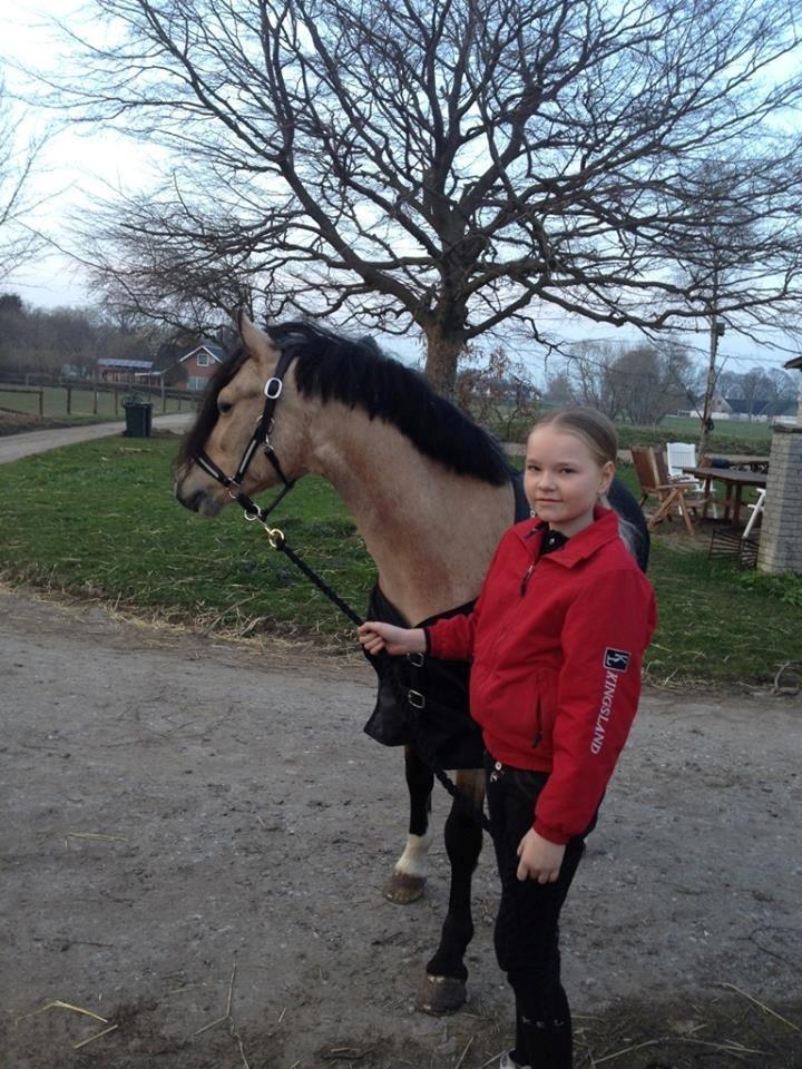 Welsh Pony af Cob-type (sec C) Gribsvads Little Hector (A-pony) - Lige kommet ud af traileren, efter 4 timer i trailer:) Fra Jylland til Sjælland. billede 12