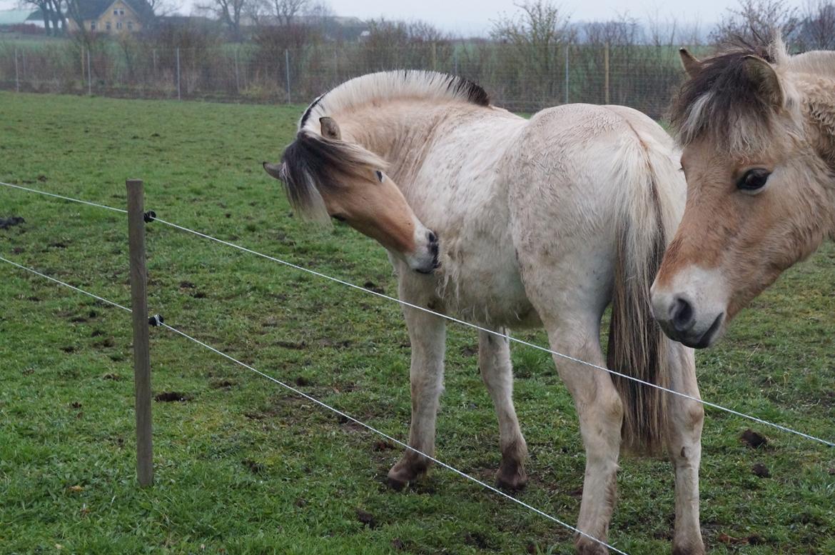 Fjordhest Højgaards Milo billede 43