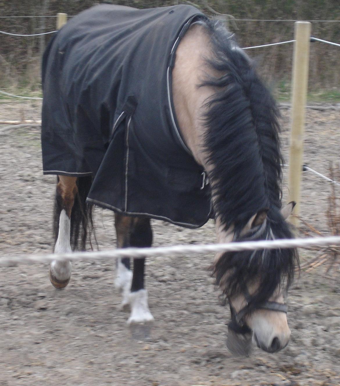 Welsh Pony af Cob-type (sec C) Gribsvads Little Hector (A-pony) - Velkommen til hector's profil:) Første gang på fold, hjemme:) billede 10