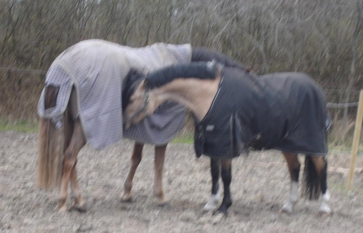 Welsh Pony af Cob-type (sec C) Gribsvads Little Hector (A-pony) - Første gang på fold, hjemme:) billede 20