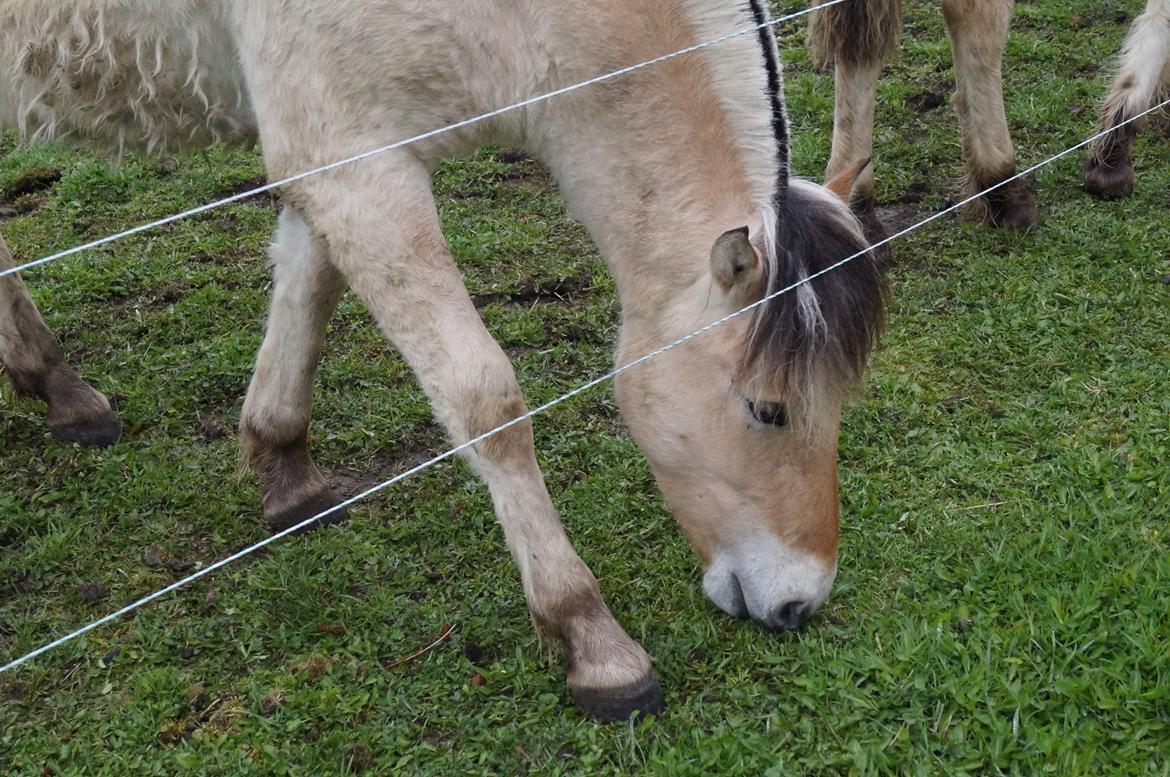 Fjordhest Højgaards Milo billede 42