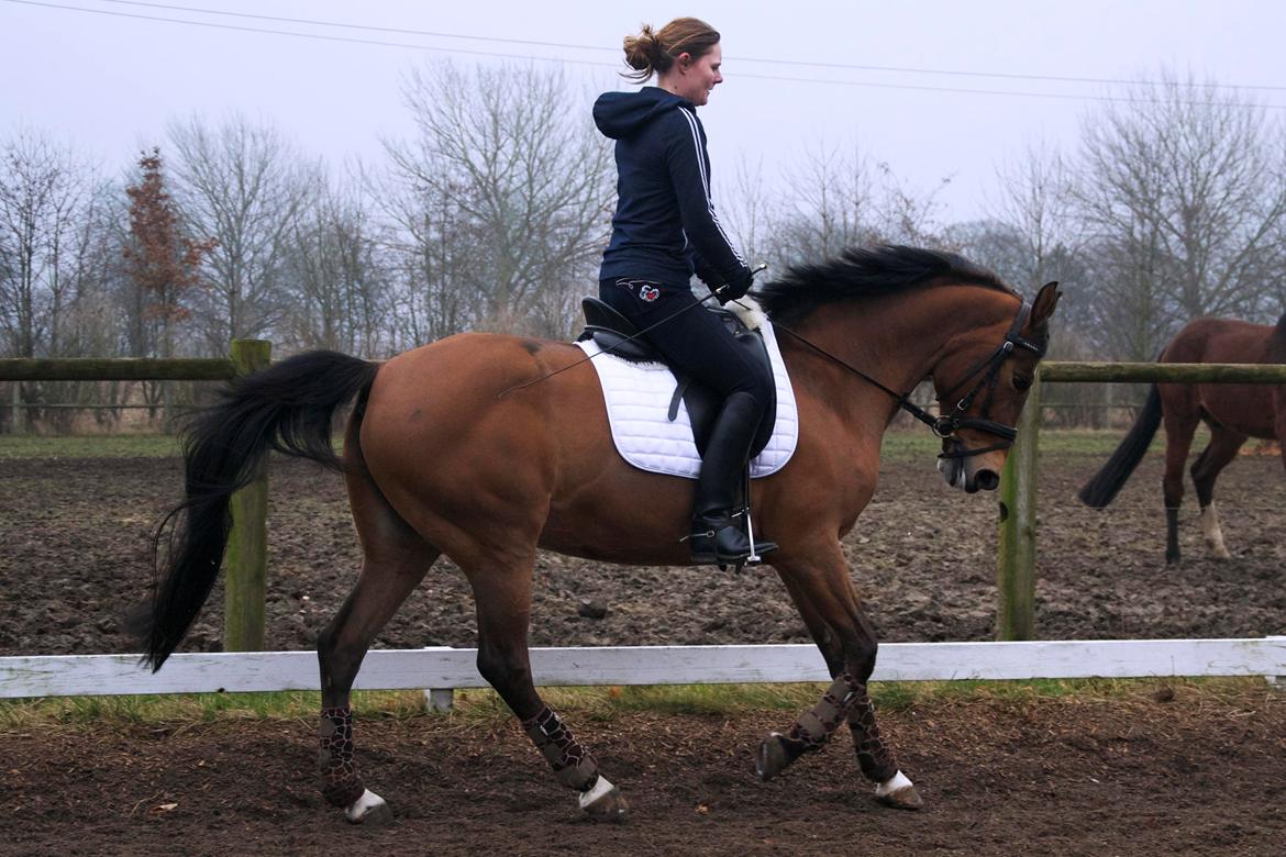 Hollandsk Sportspony Andorra *B-pony* Solgt billede 17