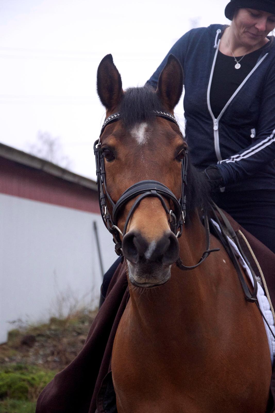 Hollandsk Sportspony Andorra *B-pony* Solgt billede 5