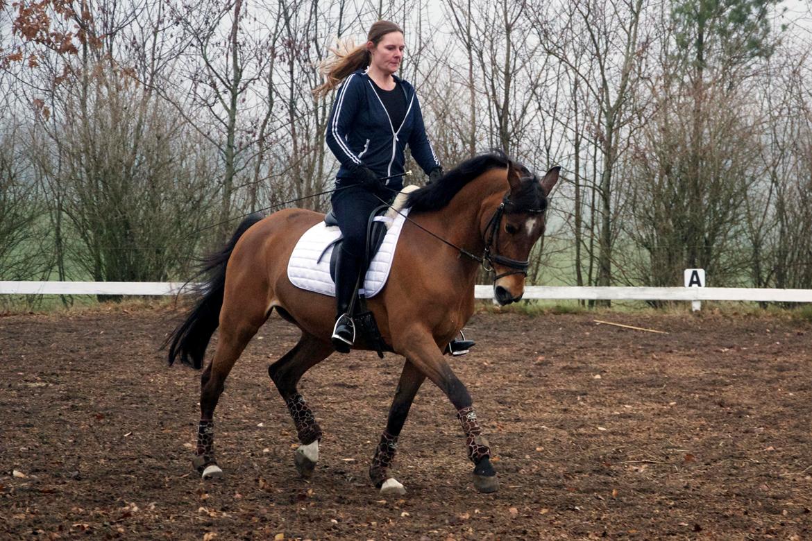 Hollandsk Sportspony Andorra *B-pony* Solgt billede 19