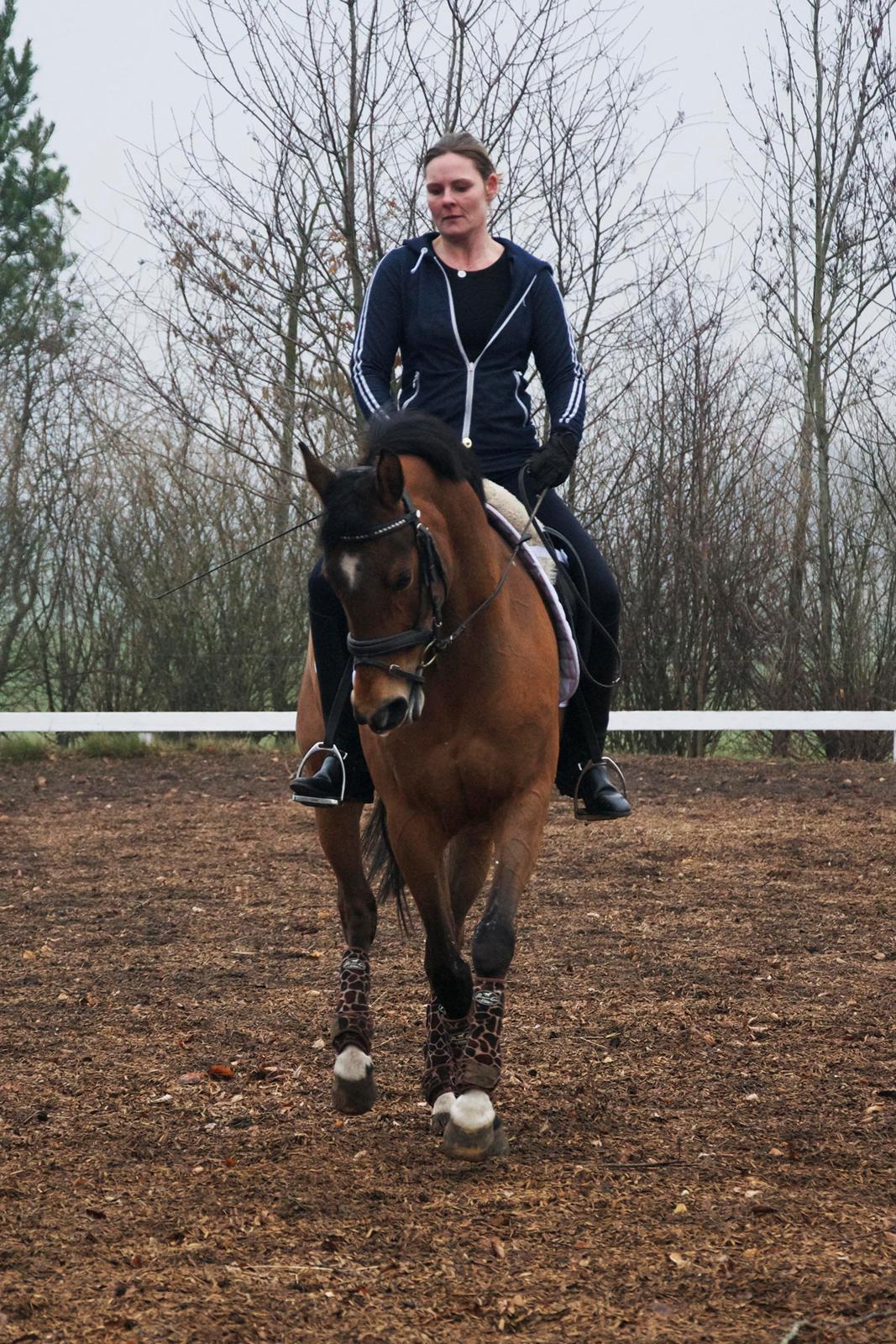 Hollandsk Sportspony Andorra *B-pony* Solgt billede 10