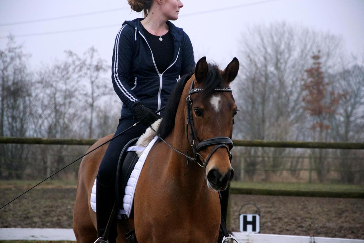 Hollandsk Sportspony Andorra *B-pony* Solgt billede 1