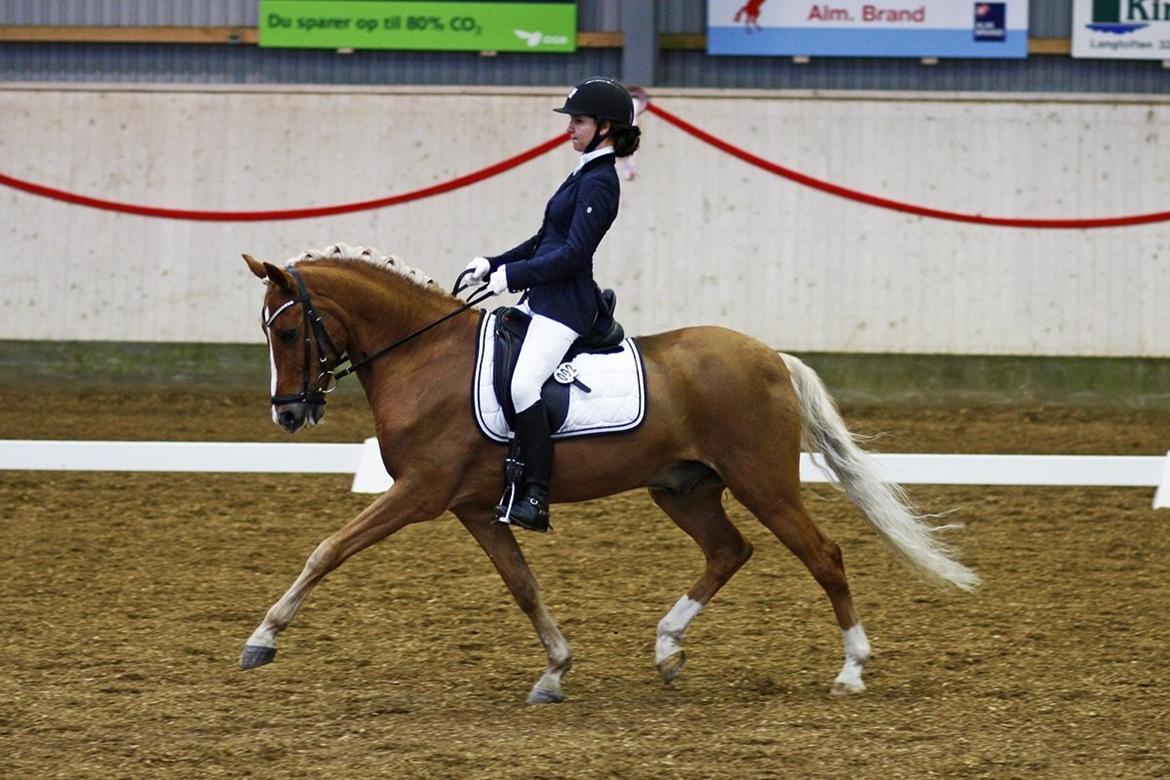 New Forest Danish Dynamit (Kalle) Til Saalg - Kür i Herning til Ecco Cup 2014 billede 1