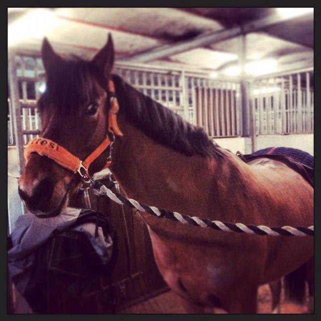 New Forest Picandt<3 *soulmate* - velkommen til min profil!;) billede 1