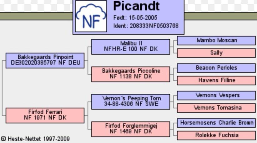 New Forest Picandt<3 *soulmate* - stamtavle:3 billede 3