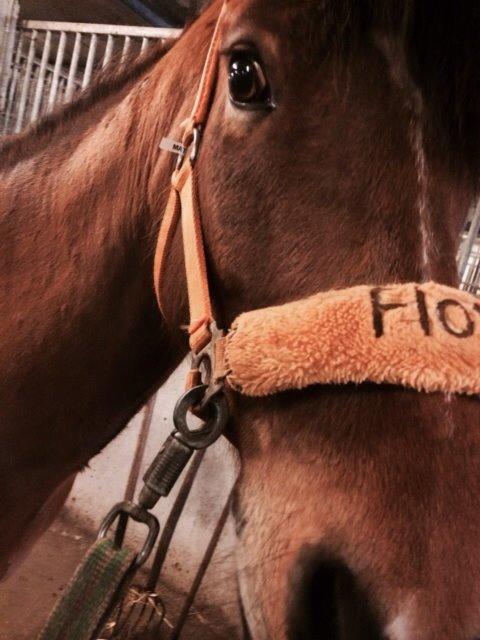 New Forest Picandt<3 *soulmate* billede 4