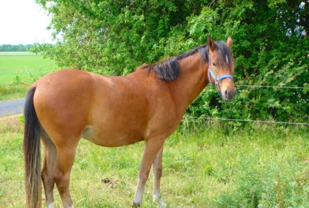 New Forest Picandt<3 *soulmate* - Da han var 3 år gammel. billede 5