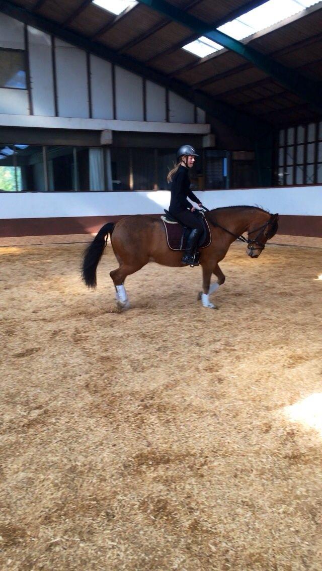 New Forest Picandt<3 *soulmate* - Dressur! billede 6