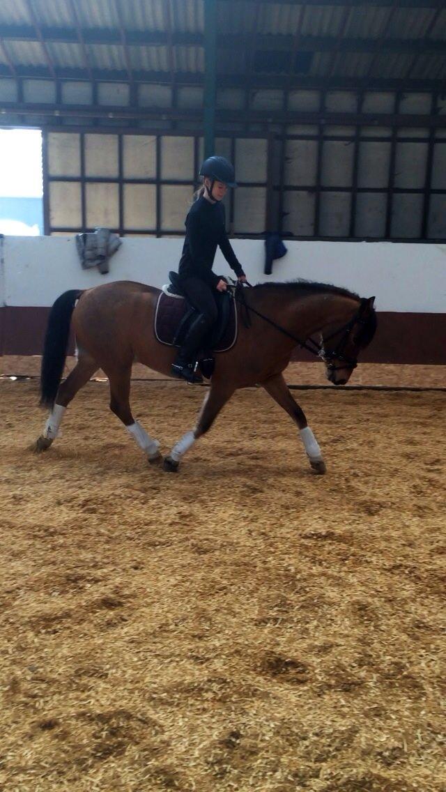 New Forest Picandt<3 *soulmate* billede 7