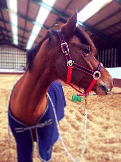 New Forest Picandt<3 *soulmate* - Du er bare den smukkeste<333 billede 8