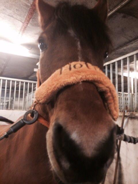 New Forest Picandt<3 *soulmate* - Du er bare den bedste<3 billede 11