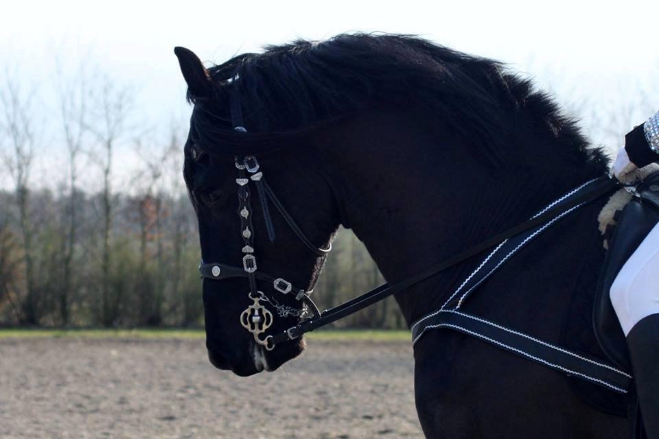 Frieser harmen billede 3