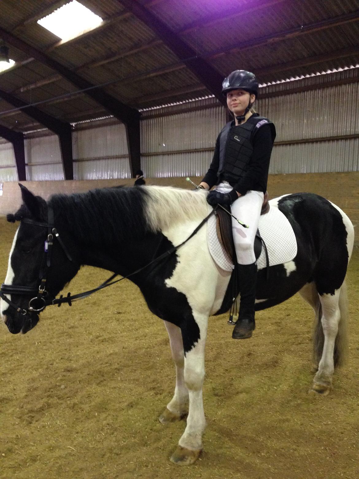 Irish Cob Rose (min lille ko) billede 13