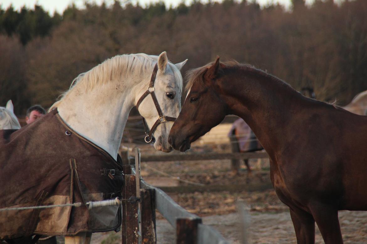 New Forest little mister madison billede 6