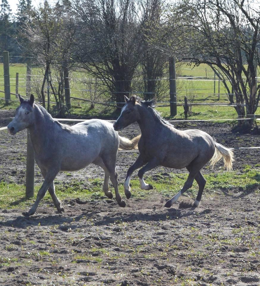 Welsh Pony (sec B) Bjerregårds Diego billede 12