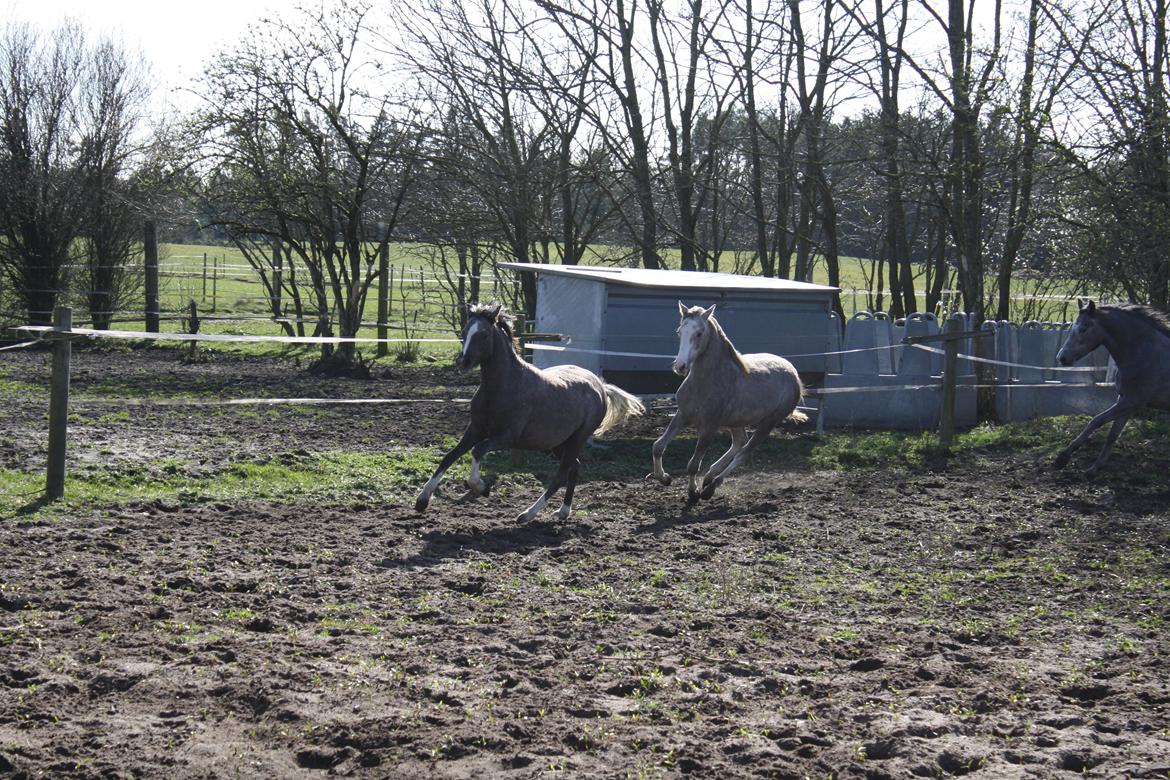 Welsh Pony (sec B) Bjerregårds Diego billede 15