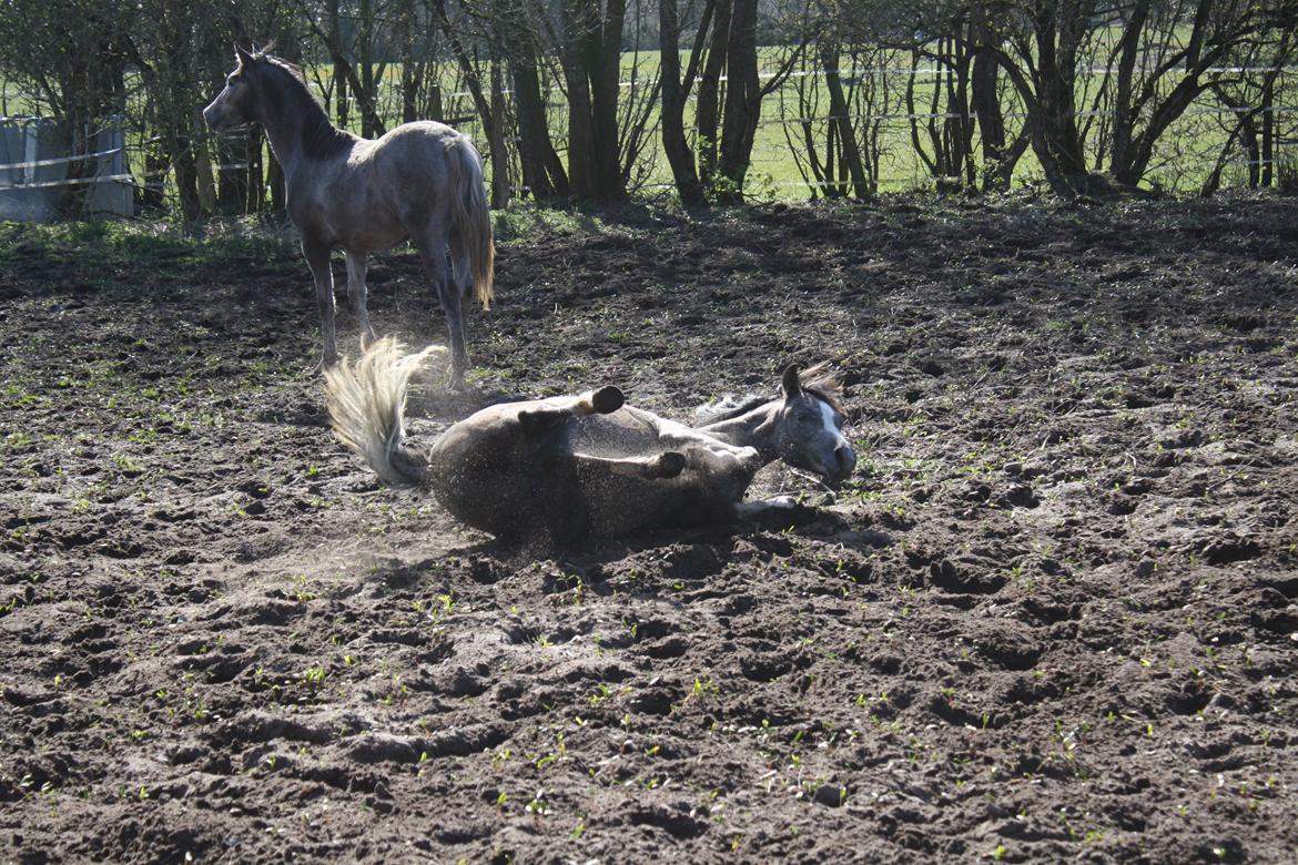 Welsh Pony (sec B) Bjerregårds Diego billede 16