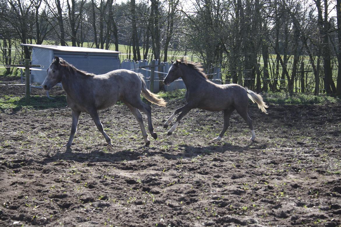 Welsh Pony (sec B) Bjerregårds Diego billede 17