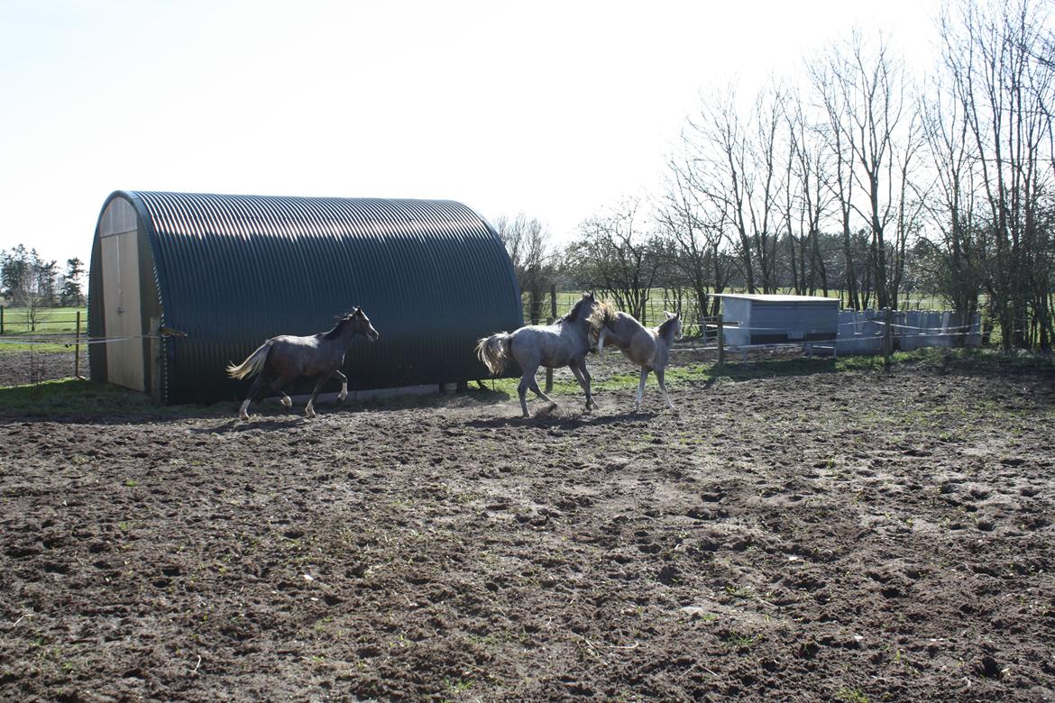 Welsh Pony (sec B) Bjerregårds Diego billede 14