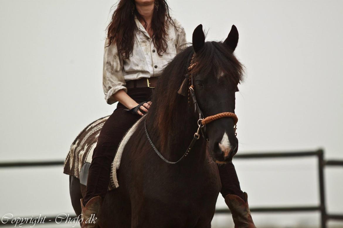 Tobiano Friesian ~Bentley~ af Bølå - Www.Chafo.dk billede 13