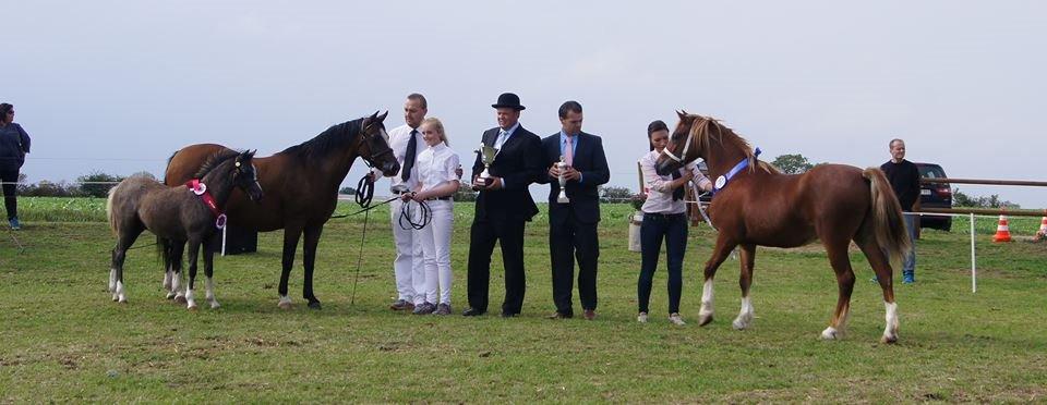 Welsh Pony (sec B) Bjerregårds Diego - Best in show. Dygtig baby! billede 1