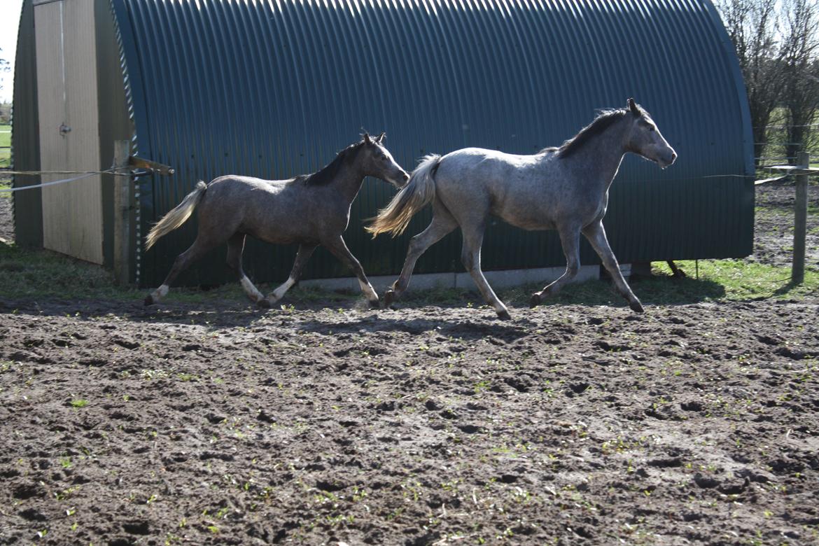 Welsh Pony (sec B) Bjerregårds Diego billede 19