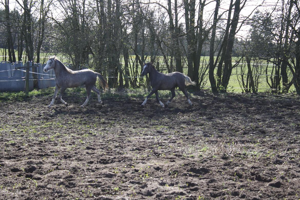 Welsh Pony (sec B) Bjerregårds Diego billede 20