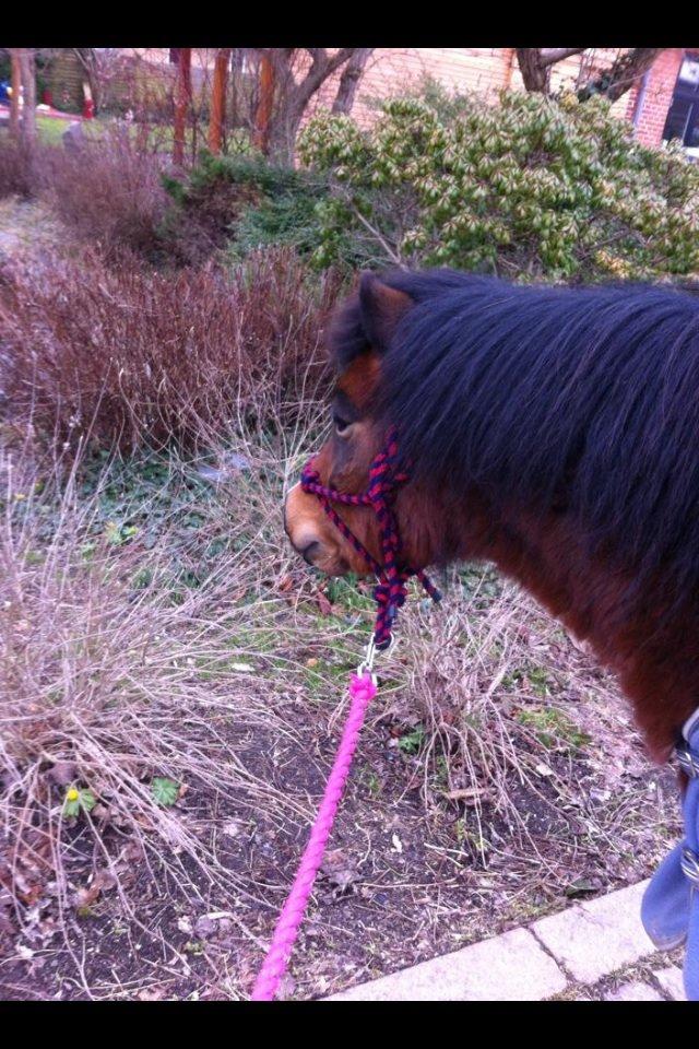 Anden særlig race Elvis - På tur <3 billede 3