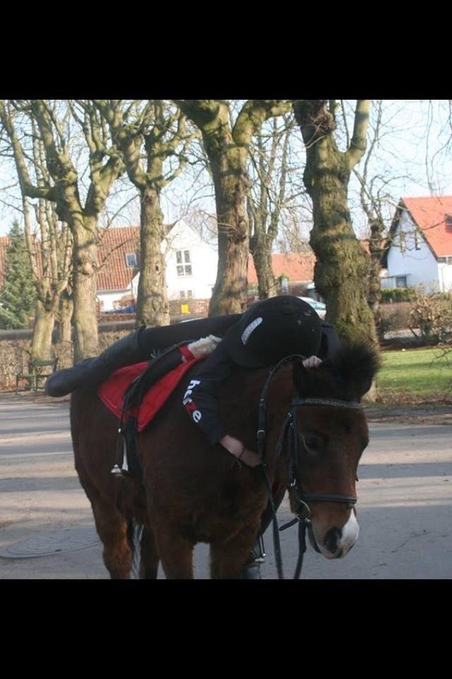 Anden særlig race Elvis - Upsiiii... Der kom en svane XD billede 4