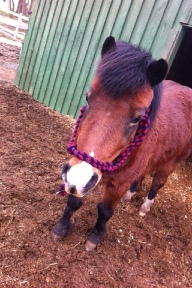 Anden særlig race Elvis - Lille skat <3 billede 7