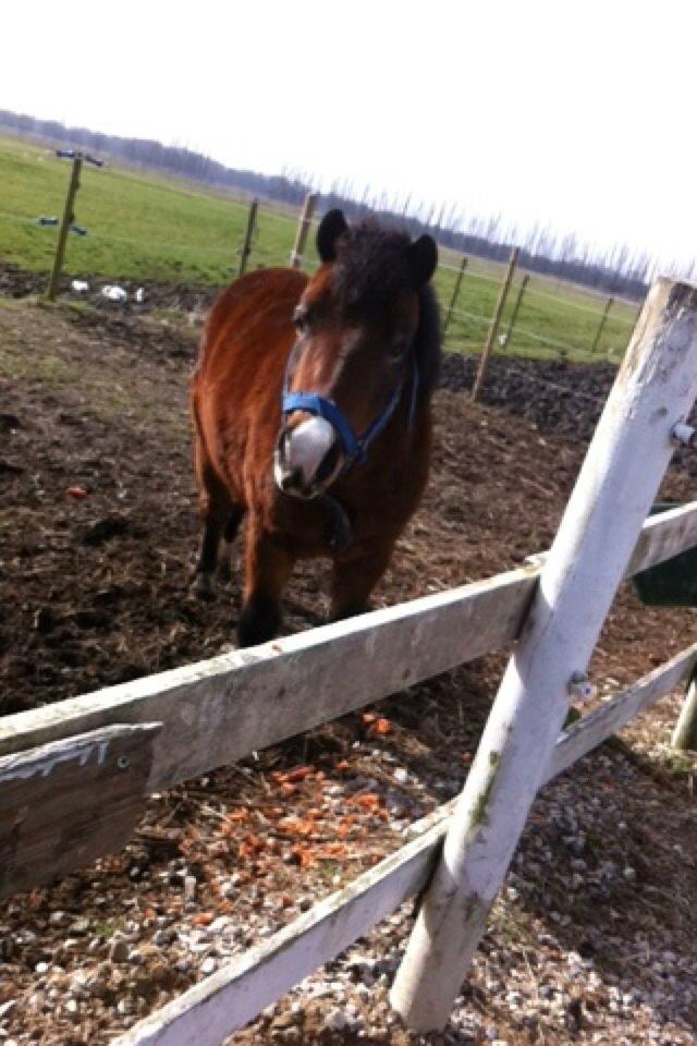 Anden særlig race Elvis - På fold <3 billede 8