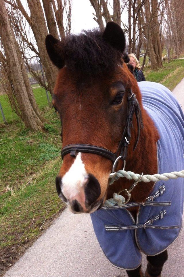 Anden særlig race Elvis billede 10