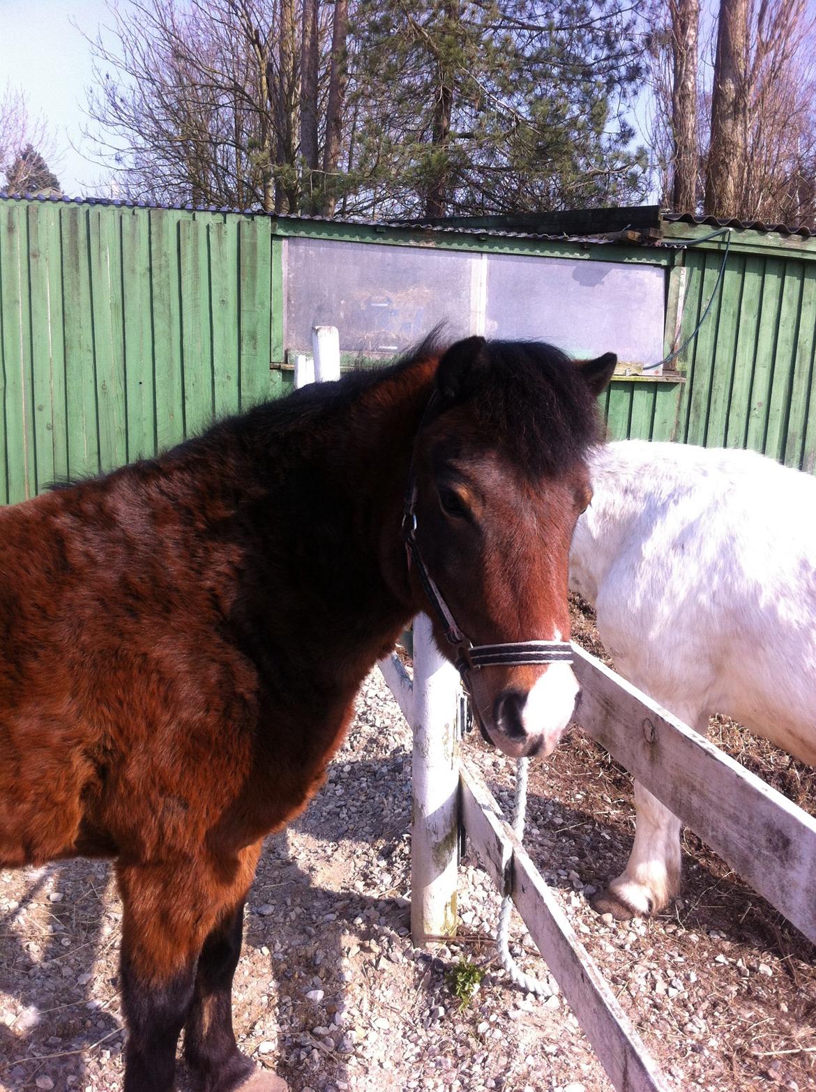 Anden særlig race Elvis - Dejligt med noget sol <3 billede 14