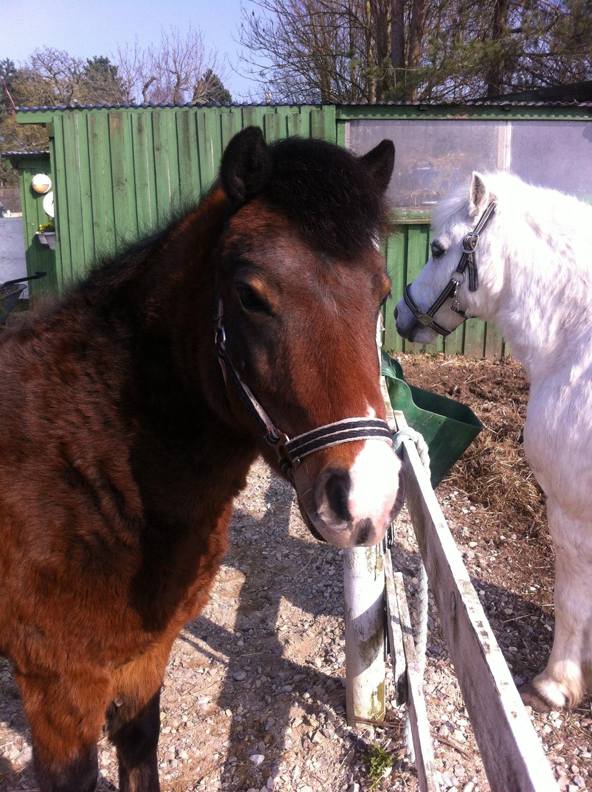 Anden særlig race Elvis - Sommerhår :P billede 15