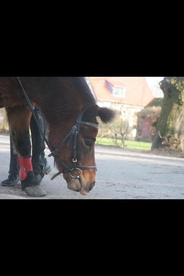 Anden særlig race Elvis - Velkommen til Elvis <3 billede 1